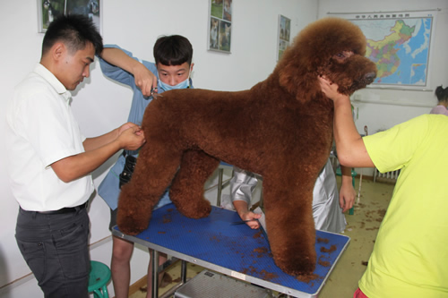 北京學(xué)什么技術(shù)好找工作