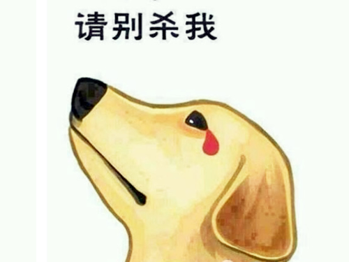 圣寵寵物美容學(xué)校分享