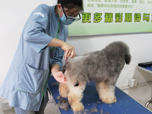 圣寵寵物美容學(xué)校實(shí)操課