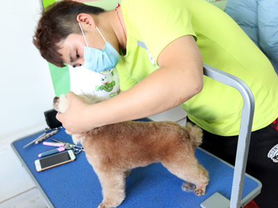哪里學寵物美容師比較好