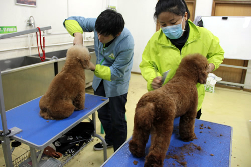 寵物美容師培訓(xùn)學(xué)校哪家強