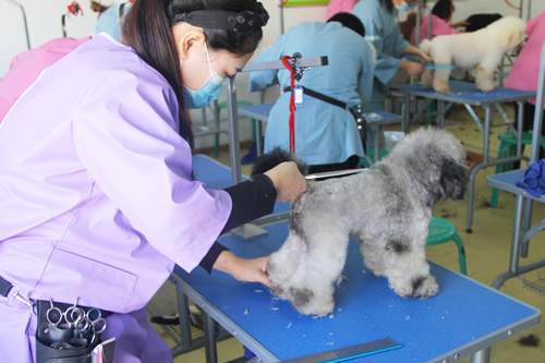 學C級寵物美容師去哪好