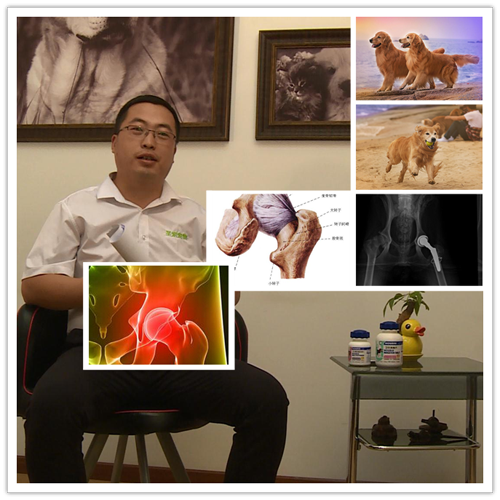 圣寵寵物美容學(xué)校-曹興