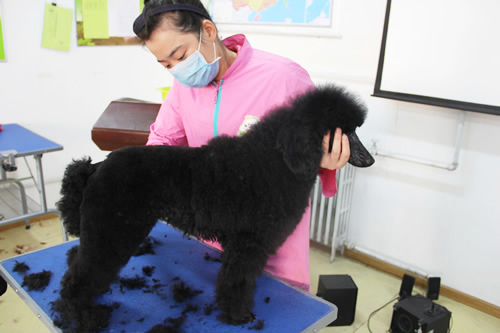 學(xué)寵物美容后自己開店好嗎？