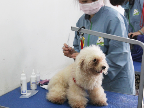學(xué)寵物美容到圣寵寵物美容學(xué)校好嗎