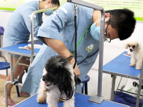 學寵物美容師學費多少錢