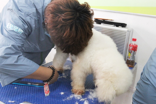 41期美容班比熊犬美容修剪實(shí)操課