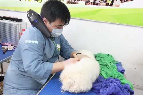 41期美容班比熊犬美容修剪實(shí)操課