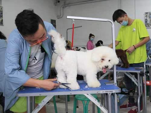 現(xiàn)在學寵物美容師好找工作嗎