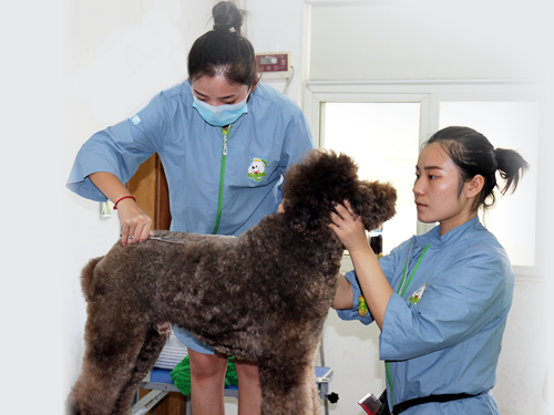 43期美容班巨貴犬美容實(shí)操課
