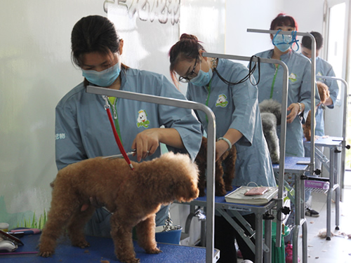 43期美容班泰迪犬美容實操課