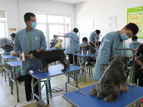 45期美容班洗澡美容實(shí)操課