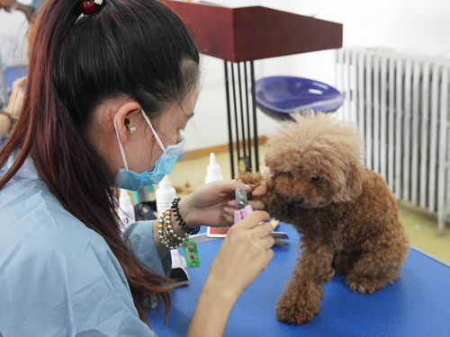 45期美容班洗澡美容實(shí)操課