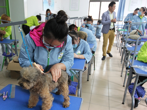 圣寵寵物學(xué)校46期美容班犬只日常護理實操課