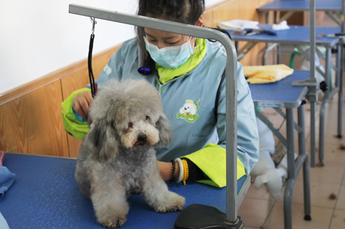 圣寵47期犬只洗澡實(shí)操課