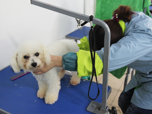 圣寵46期美容班比熊犬實(shí)操課