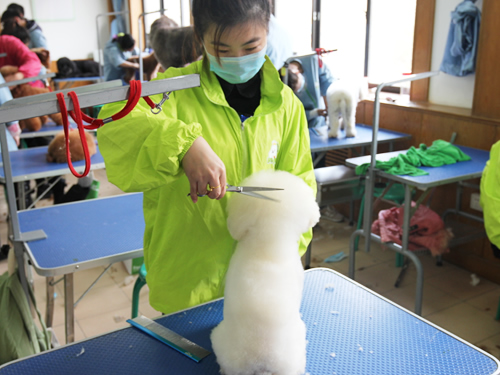 46期寵物班綜合美容實操