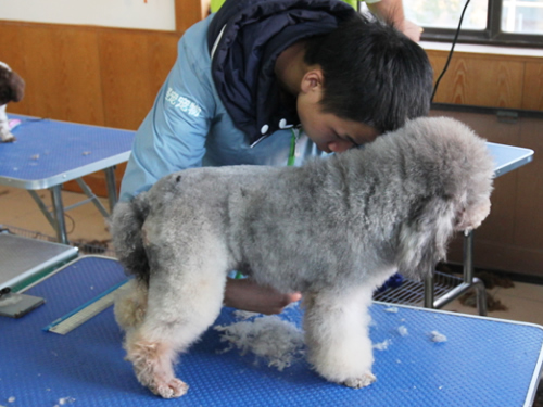 女生學(xué)寵物美容技術(shù)難嗎