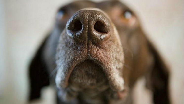 狗狗鼻子變色、可能是得病了