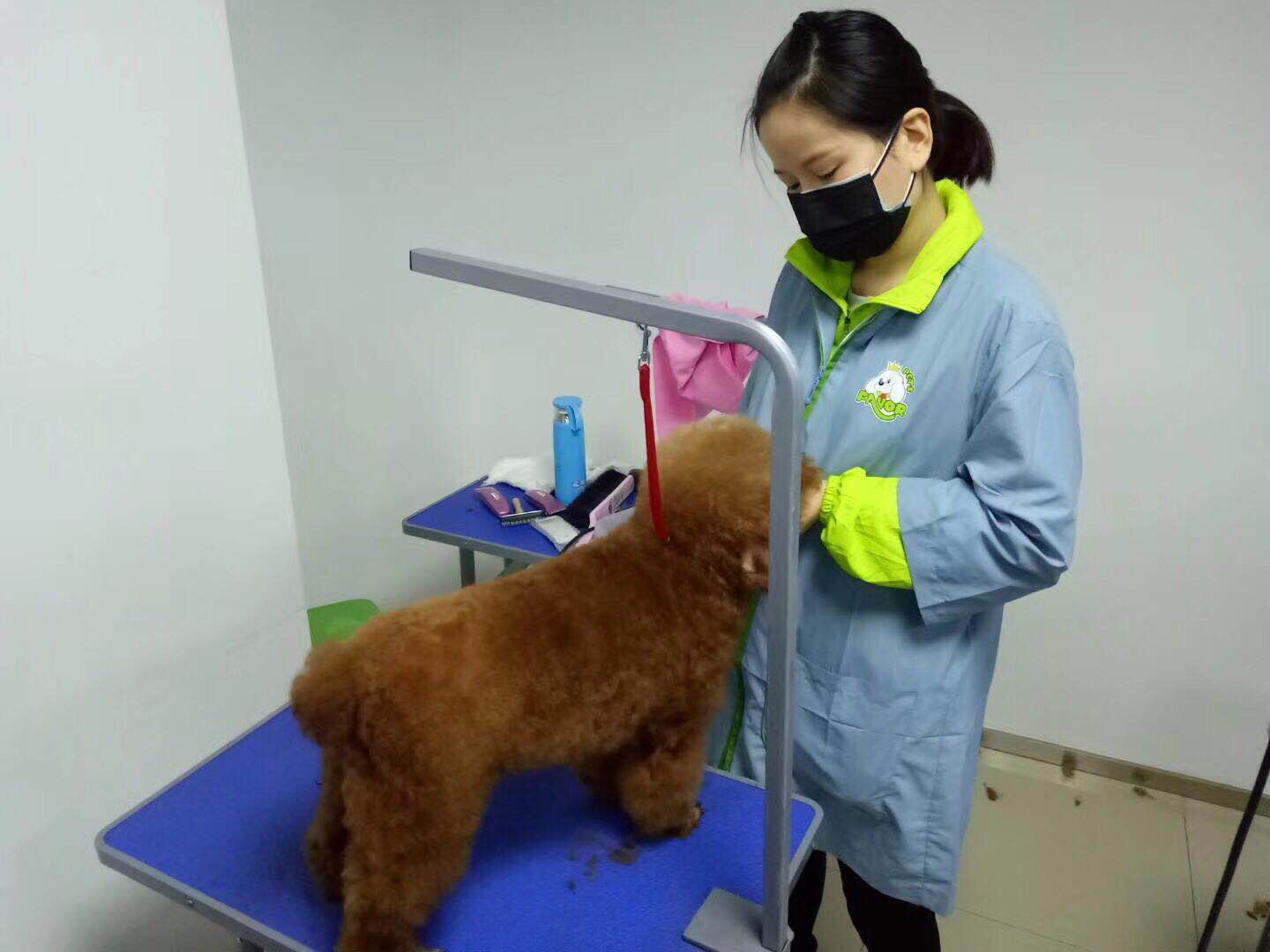 寵物美容師c級要學(xué)多久