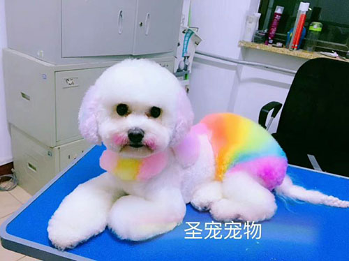 學(xué)習(xí)寵物美容簡(jiǎn)單嗎？